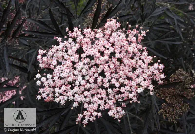 'Black Lace' Bez czarny Sambucus nigra
