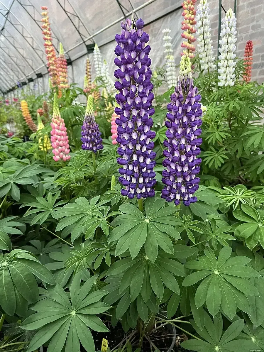 'Purple/White' Łubin niebieski Lupinus