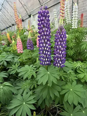 'Purple/White' Łubin niebieski Lupinus