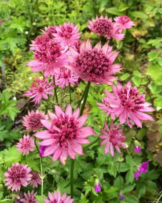 'Roma'® Jarzmianka Astrantia major