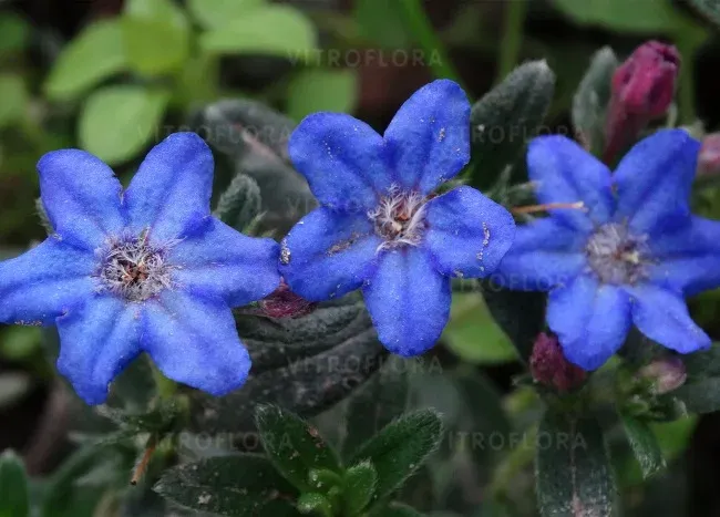 'Heavenly Blue’ Litodora Lithodora diffusa