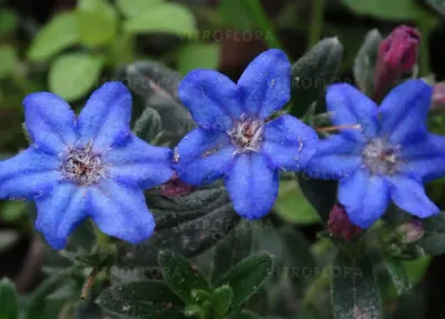 'Heavenly Blue’ Litodora Lithodora diffusa