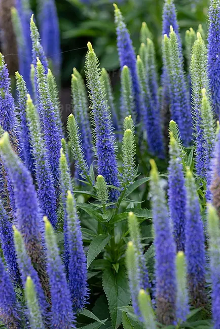 'Ulster Blue Dwarf' Przetacznik niebieski Veronica