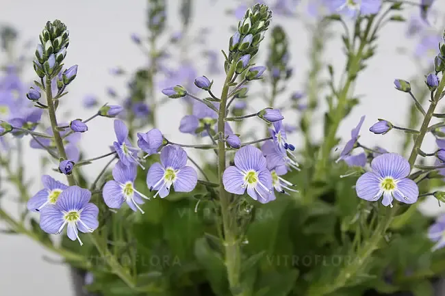 Przetacznik goryczkowaty Veronica kemulariae