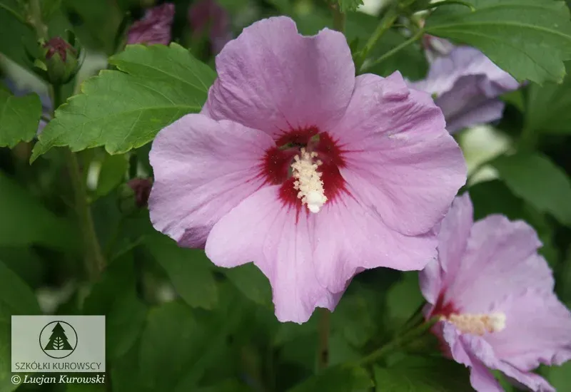 'Woodbridge' Hibiskus syryjski Hibiscus syriacus