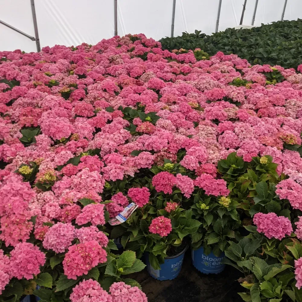 'Magical Farfalla® Pink' Hortensja ogrodowa Hydrangea