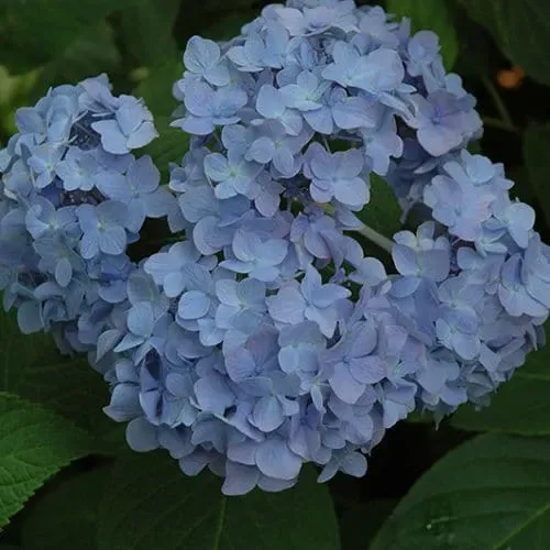 'Nikko Blue' Hortensja ogrodowa Hydrangea