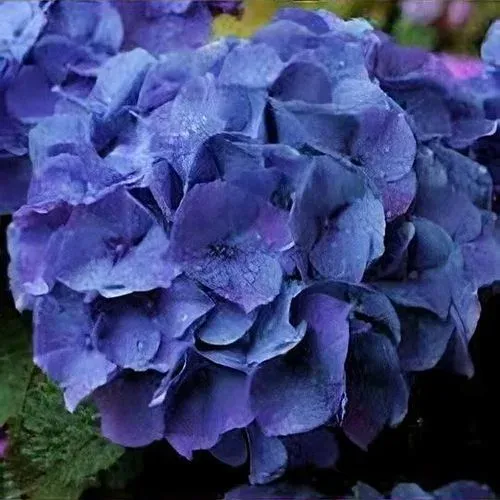 'Jip Blue' Hortensja ogrodowa Hydrangea