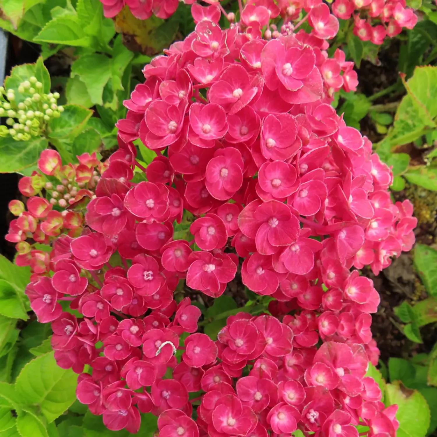 'Rebelion® Farrari Love' Hortensja ogrodowa Hydrangea