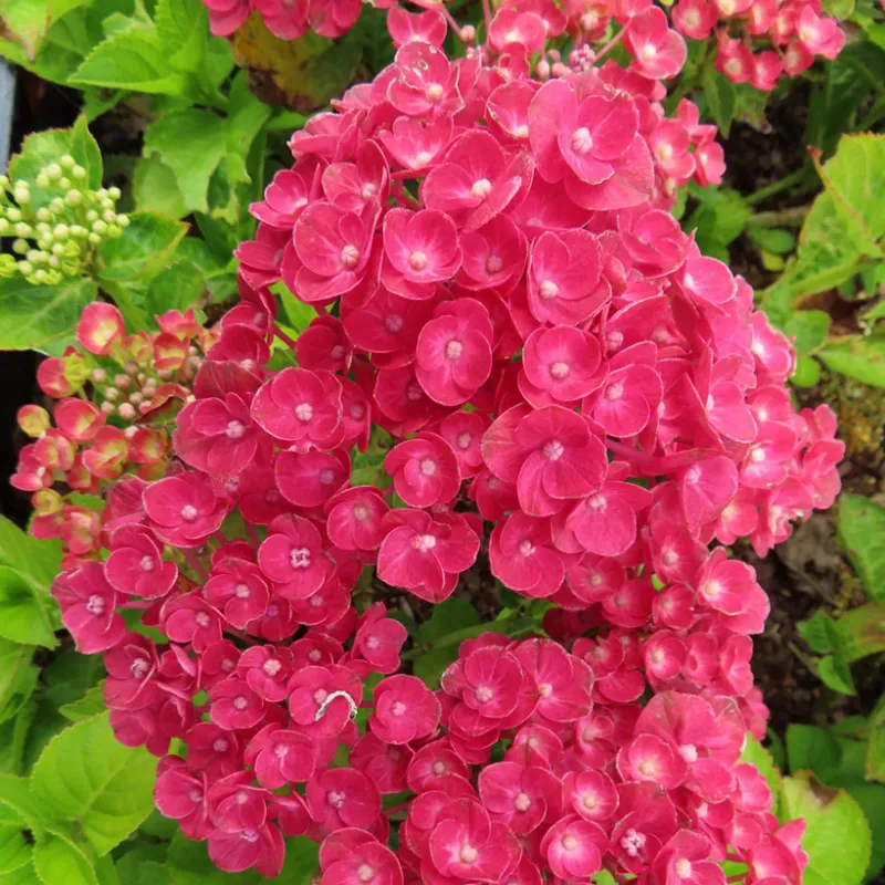 'Rebelion® Farrari Love' Hortensja ogrodowa Hydrangea