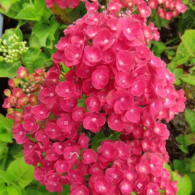 'Rebelion® Farrari Love' Hortensja ogrodowa Hydrangea