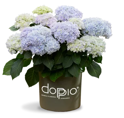 'Doppio® Azzurro' Hortensja ogrodowa Hydrangea