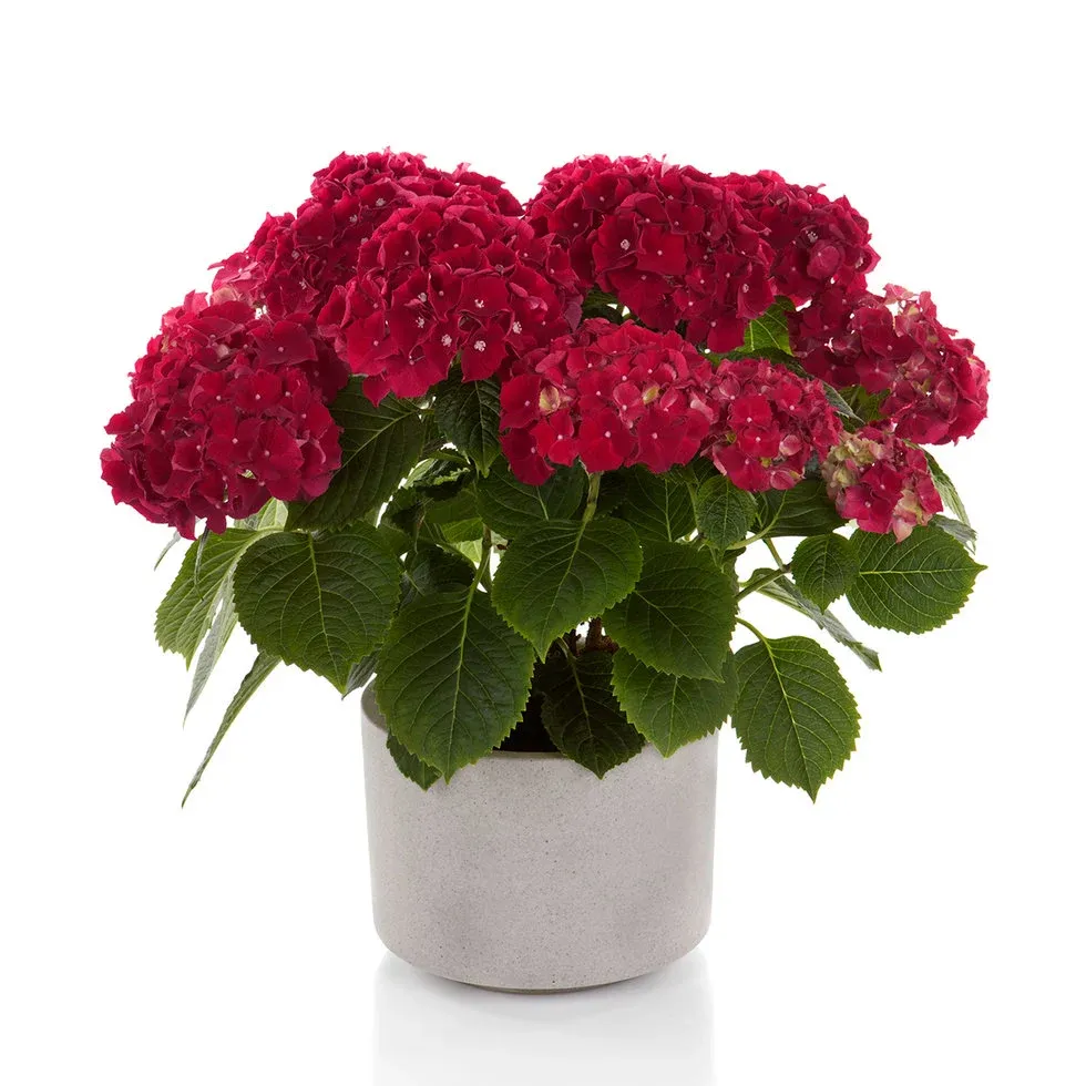 'Hi Fire Red' Hortensja ogrodowa Hydrangea