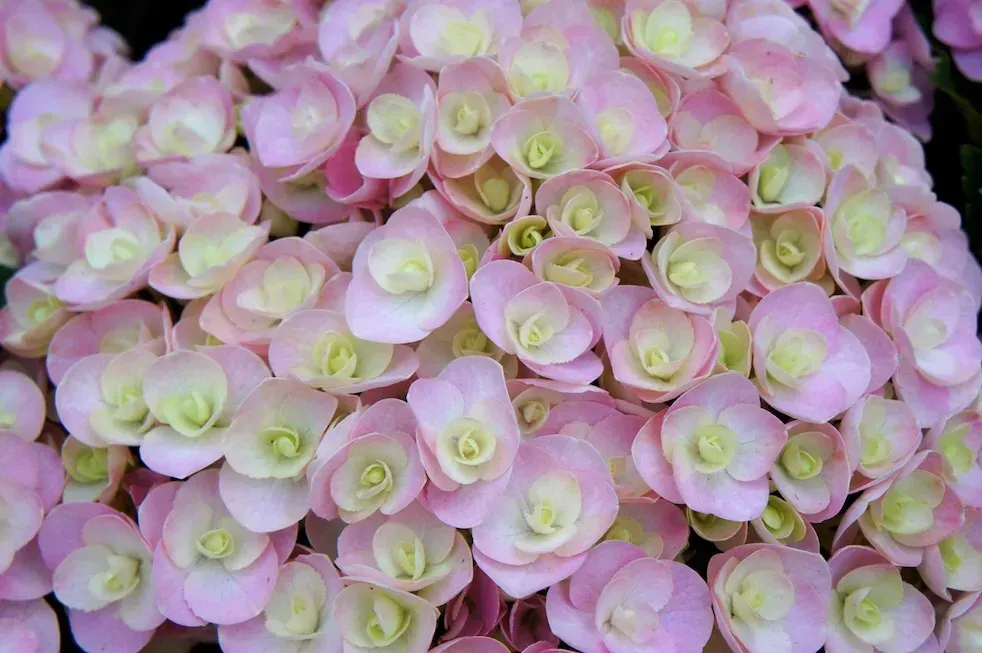 'Double Pink Love' Hortensja ogrodowa Hydrangea
