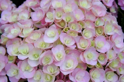 'Double Pink Love' Hortensja ogrodowa Hydrangea