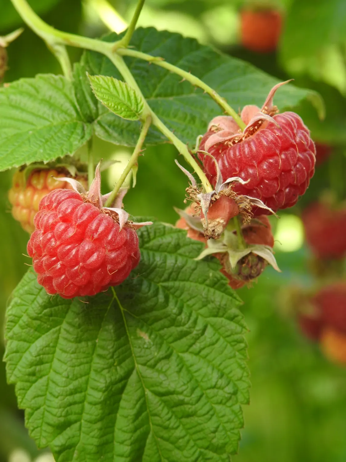 'Twotimer Sugana Red' Malina Rubus ideaus