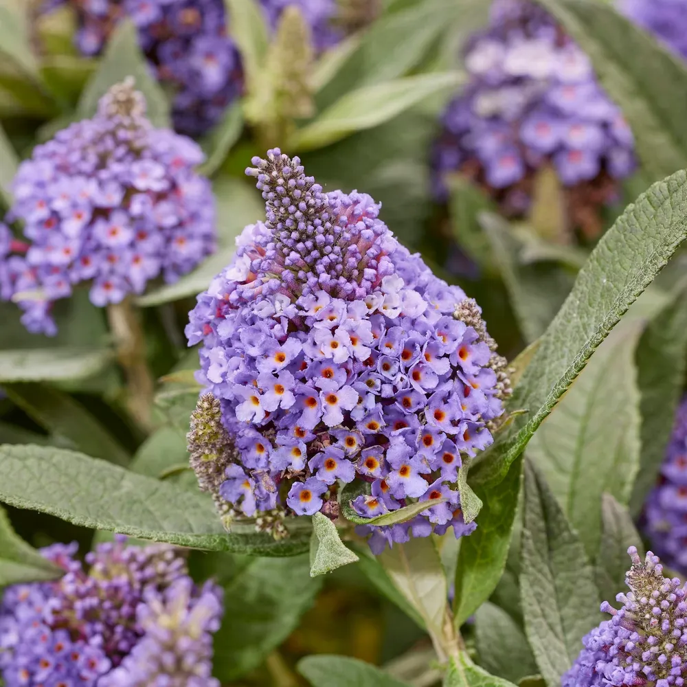 'Little RockStar® Blue' Budleja Dawida Buddleja davidii