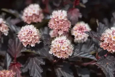 'Fireside'' Pęcherznica Physocarpus
