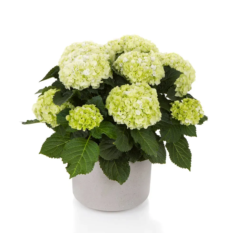 'Hi Hailstone' Hortensja ogrodowa Hydrangea