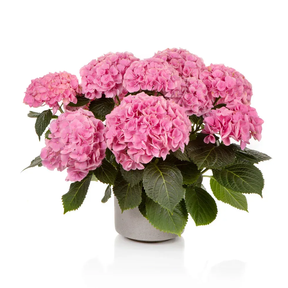 'Hi River Pink' Hortensja ogrodowa Hydrangea