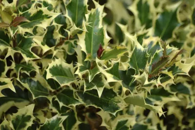 'Madame Briot' Ostrokrzew Ilex aqualifolium