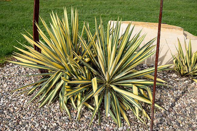 'Color Guard' Juka, Jukka Yucca rostrata