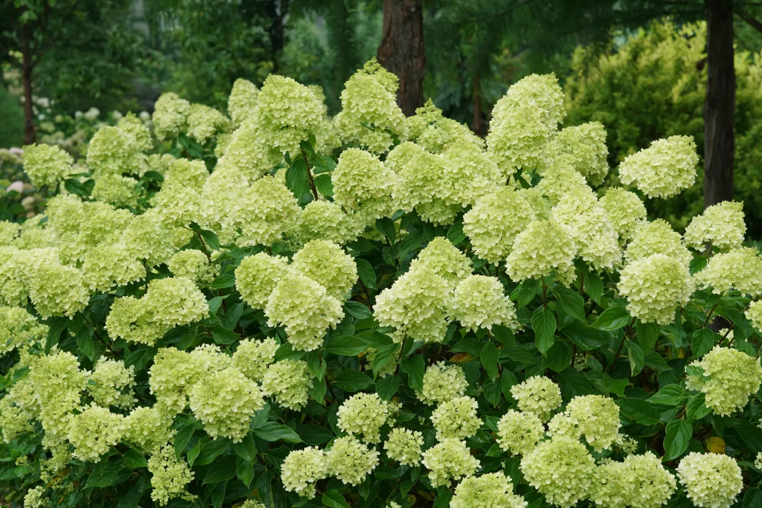 'Little Lime' Hortensja Bukietowa Hydrangea paniculata