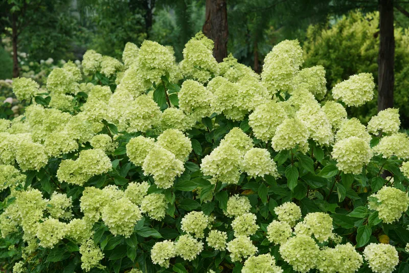 'Little Lime' Hortensja Bukietowa Hydrangea paniculata