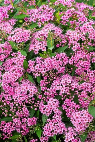 'Rick Star' Tawuła japońska Spirea japonica