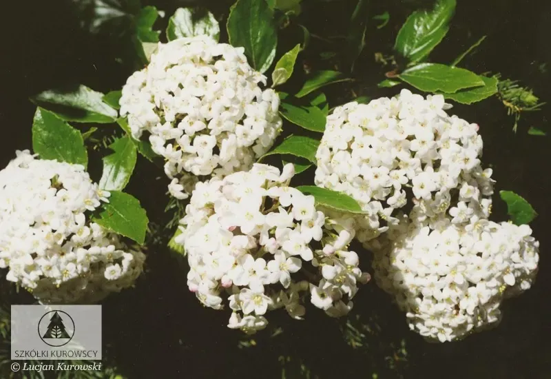Kalina angielska na pniu Viburnum carlcephalum