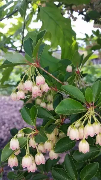'Prettycoat' Enkiant dzwonkowaty Enkianthus campanulatus