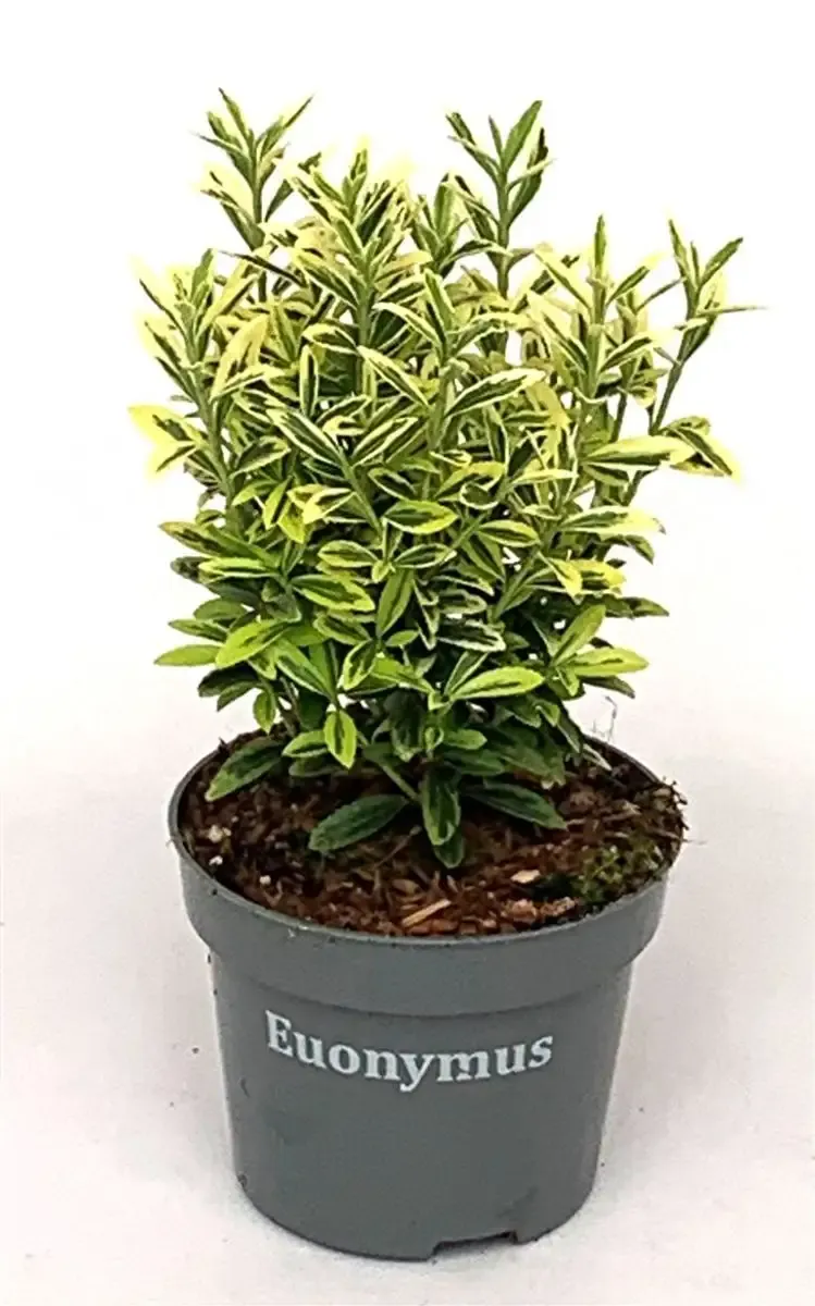 'Microphyllus Aureovariegatus' Trzmielina japońska Euonymus japonicus