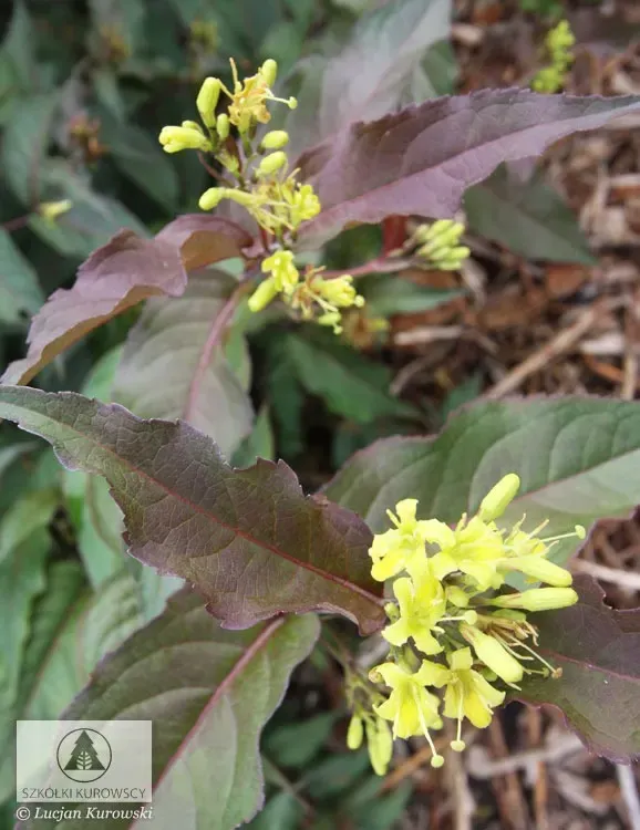 'Diva'® Zadrzewnia Diervilla rivularis