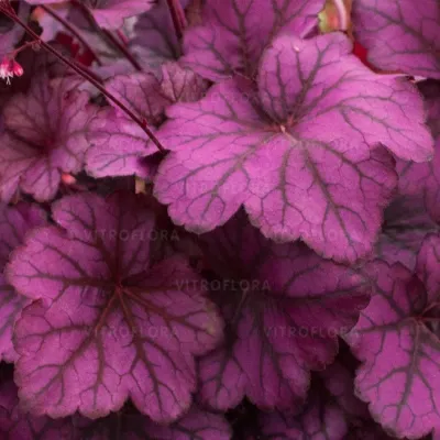 'Wild Rose' Żurawka Heuchera