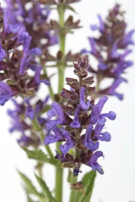 'Rugen' Szałwia omszona Salvia nemorosa