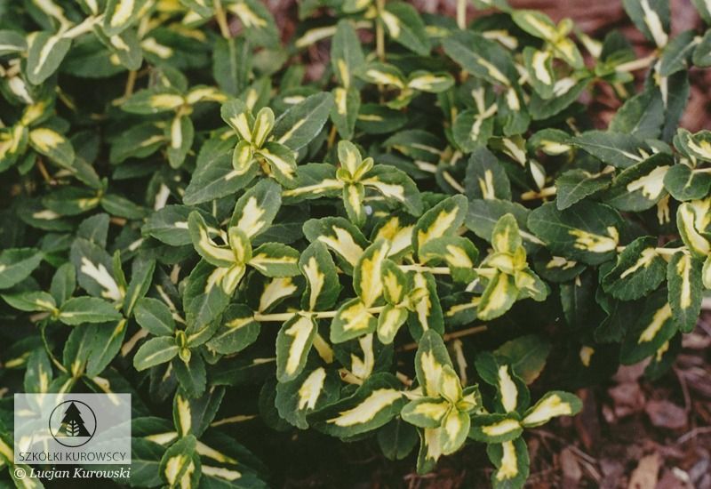 'Sunspot' Trzmielina japońska Euonymus japonicus