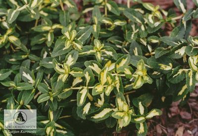 'Sunspot' Trzmielina japońska Euonymus japonicus