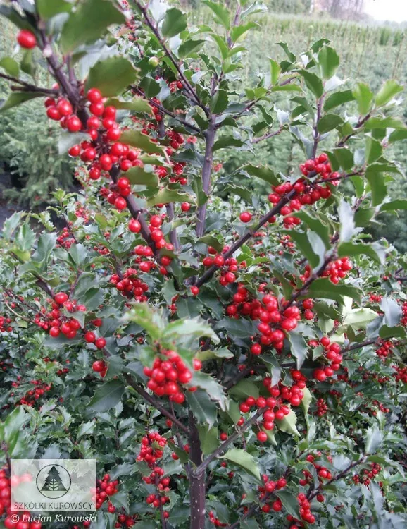 'Blue Princess' Ostrokrzew Ilex aqualifolium