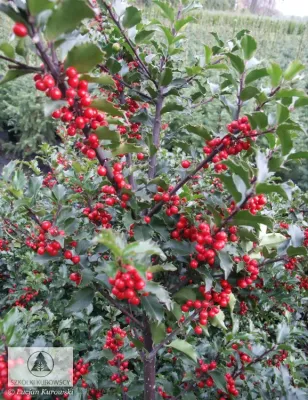 'Blue Princess' Ostrokrzew Ilex aqualifolium