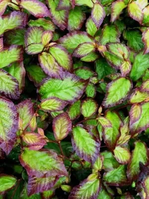 'Persian Spire’ Parocja perska Parrotia persica