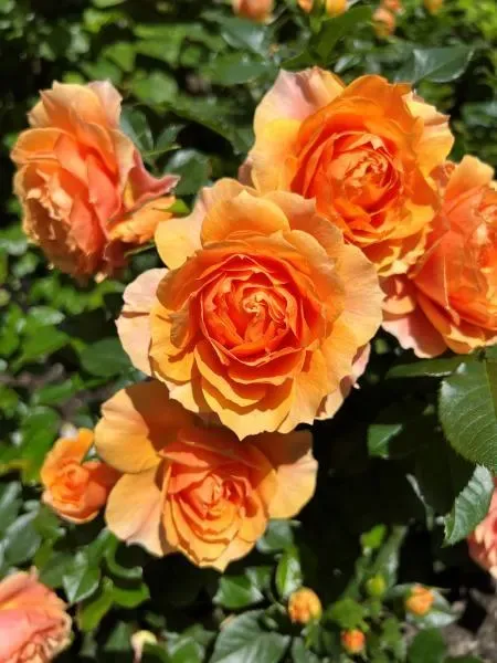 'Isn't she® Beautiful' Róża Rosa