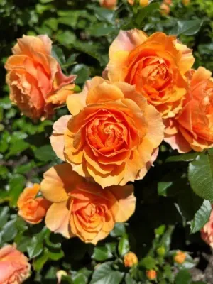 'Isn't she® Beautiful' Róża Rosa