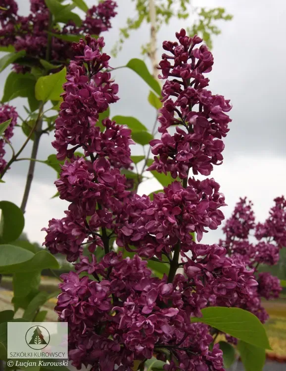 'Charles Joly' Lilak, Bez Syringa