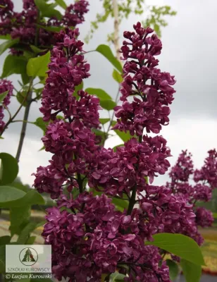'Charles Joly' Lilak, Bez Syringa