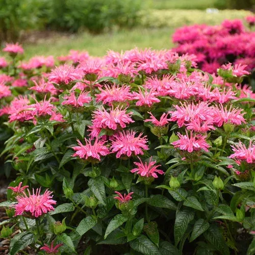 'Leading Lady Pink' Pysznogłówka różowa Monarda