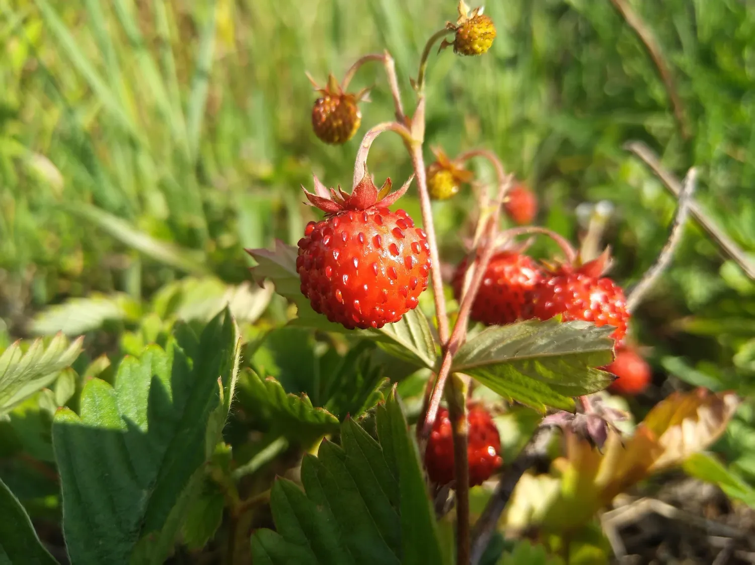 'Mignonette' Poziomka Fragaria ananassa