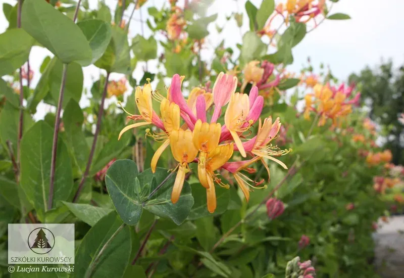 'Goldflame' Wiciokrzew Lonicera hecrottii