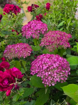 ''Candybelle® Winegum' Hortensja drzewiasta Hydrangea arborescens
