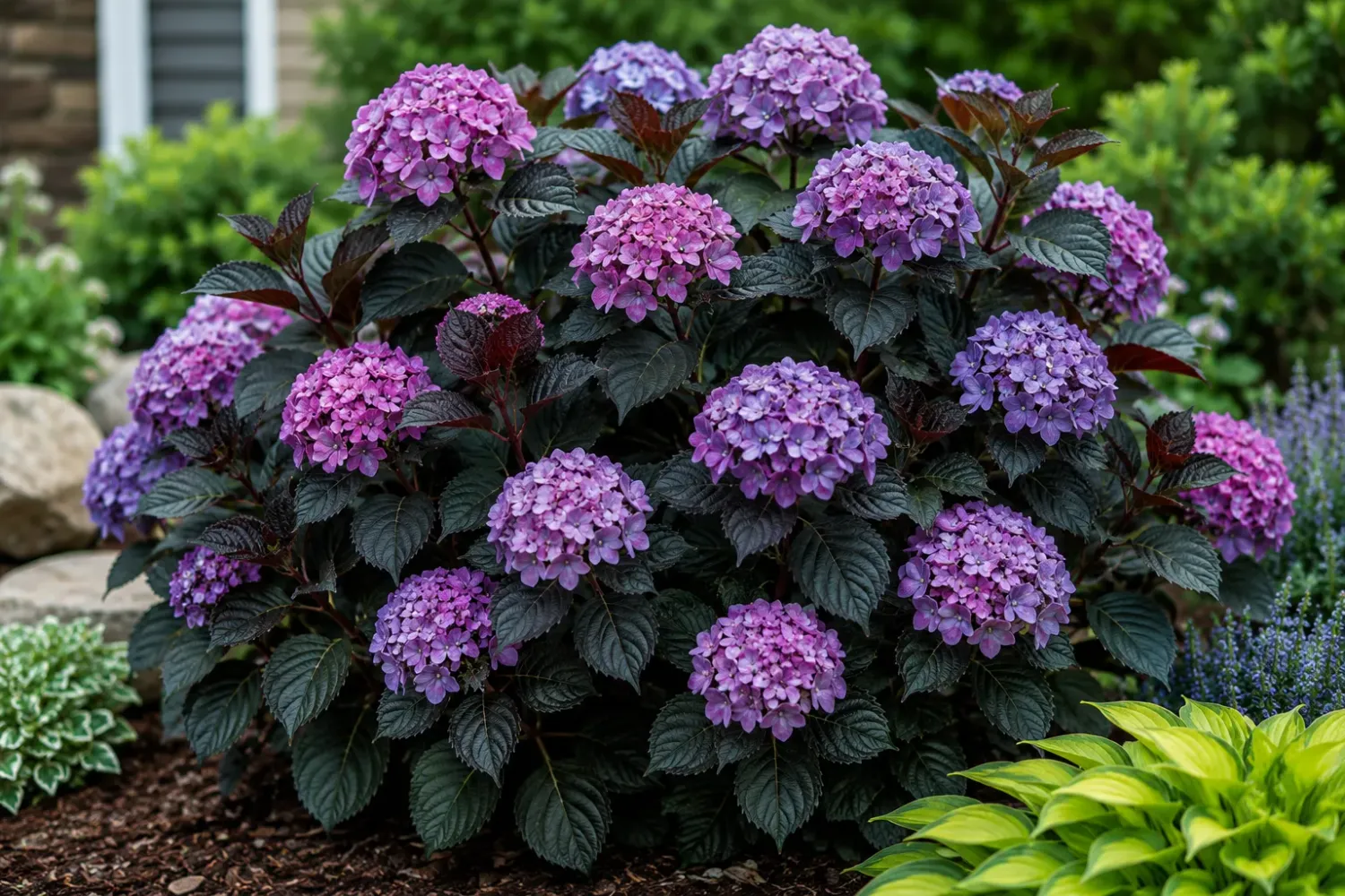 'Eclipse'® Purple' Hortensja ogrodowa Hydrangea