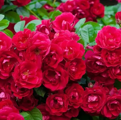 'Rote The Fairy' Róża Rosa